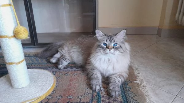 Siberiano per accoppiamento 