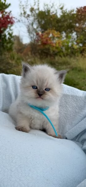 Siberiani Neva Masquerade  | Foto 3