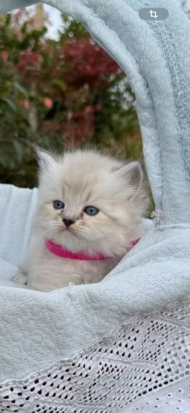 Siberiani Neva Masquerade  | Foto 1