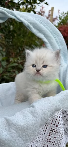 Siberiani Neva Masquerade  | Foto 0