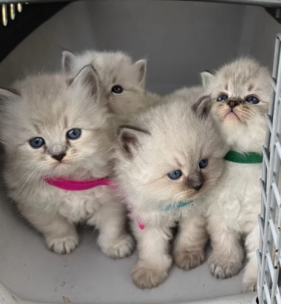 Siberiani Neva Masquerade 