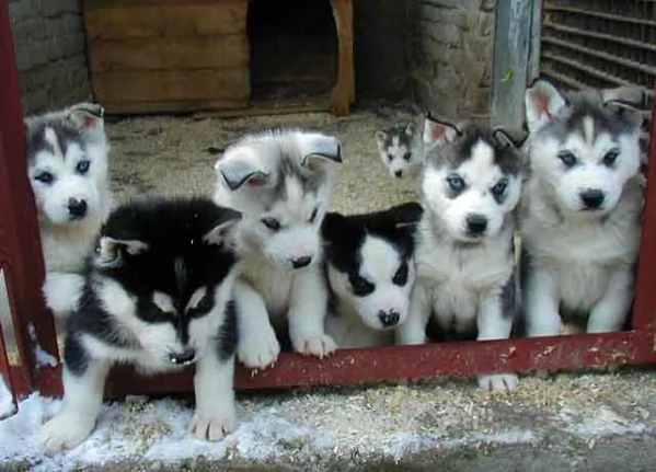 Siberian Husky cuccioli sono pronti ad uscire 