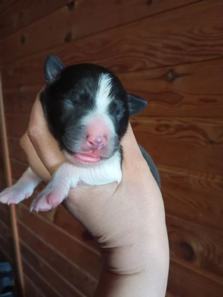 border Collie femmine  | Foto 0