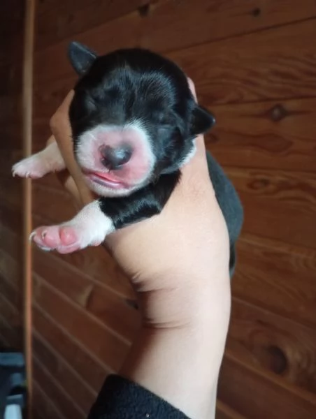 border Collie femmine 