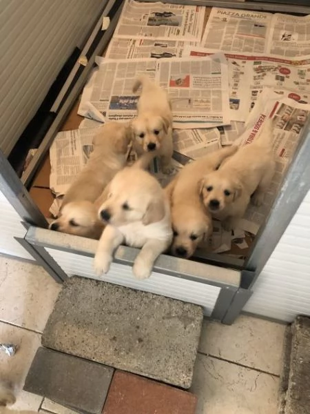 Disponibile cuccioli di Golden retriever