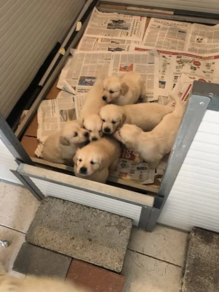Disponibile cuccioli di Golden retriever | Foto 0