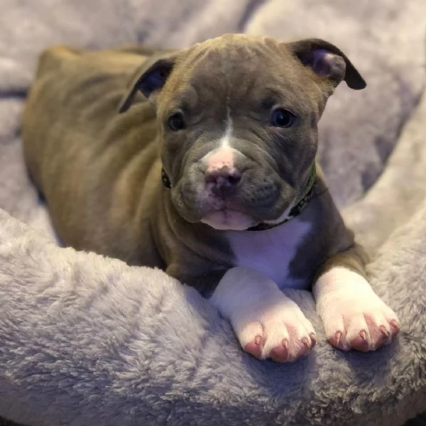 cuccioli di pitbull pronta consegna completi | Foto 1