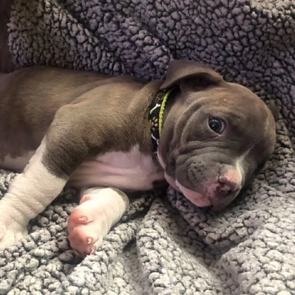 cuccioli di pitbull pronta consegna completi