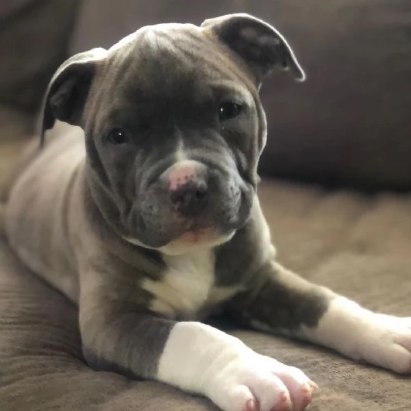 cuccioli di pitbull pronta consegna completi | Foto 0
