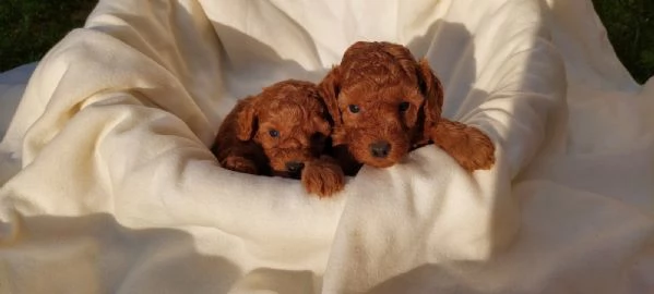 Barboncino nano cuccioli | Foto 5