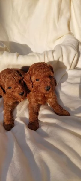 Barboncino nano cuccioli | Foto 4