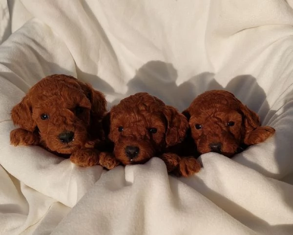 Barboncino nano cuccioli | Foto 0