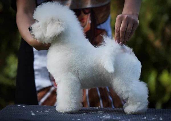 Bichon Frise cucciolo maschio | Foto 4