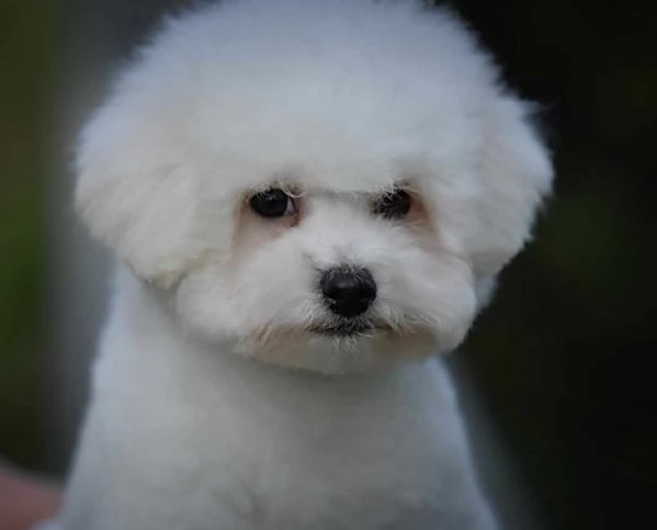 Bichon Frise cucciolo maschio | Foto 0