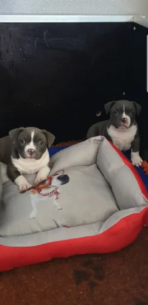 Disponibili cuccioli di Pitbull | Foto 1