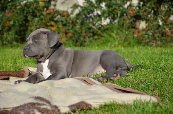 Vendita cucciolo cuccioli di pitbull blue nose | Foto 2