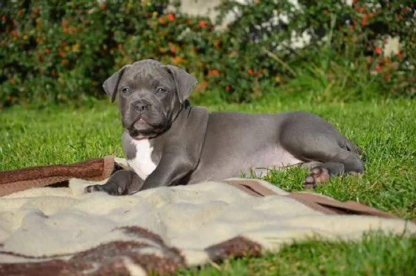 cucciola di pitbull di due mesi | Foto 1