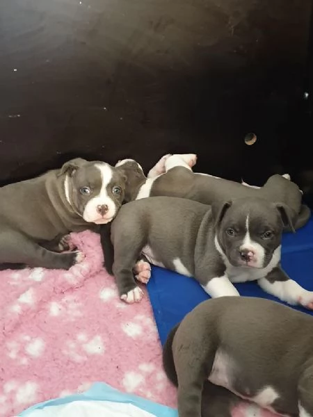 cucciolo Cuccioli di Pitbull maschi e femmine in adozione | Foto 1