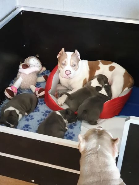 cucciolo Cuccioli di Pitbull maschi e femmine in adozione