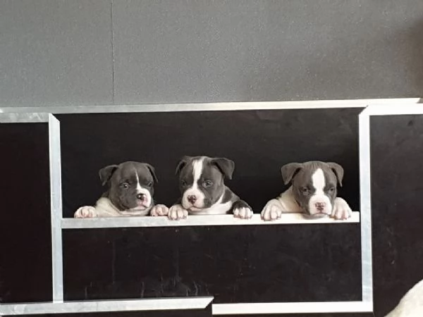 cucciolo Cuccioli di Pitbull maschi e femmine in adozione | Foto 0