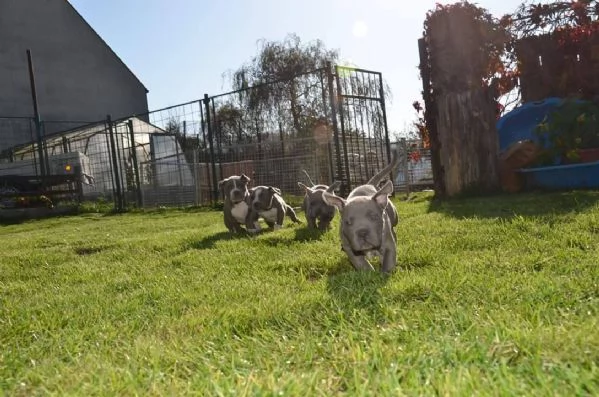 cuccioli di pit bull red nose | Foto 3