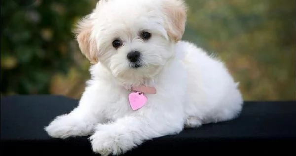 Regalo ALLEVAMENTO MALTESI TAGLIA MINI TOY Ho bellissimi cuccioli maltese pronti per loro nuove case