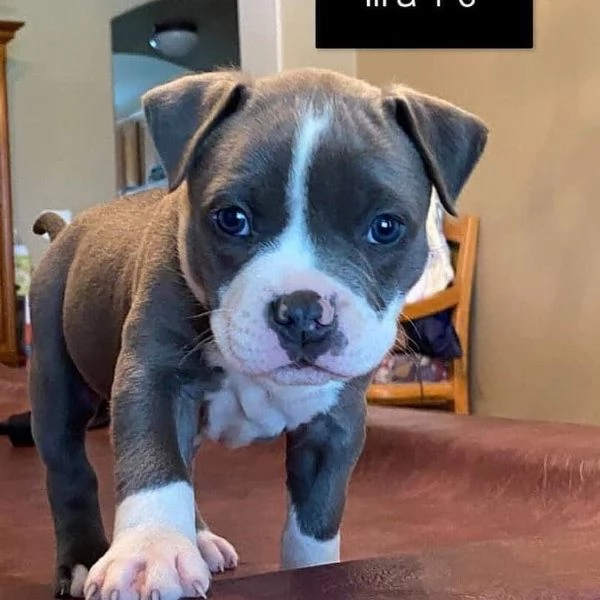 disponibili cuccioli di pitbull blue nose