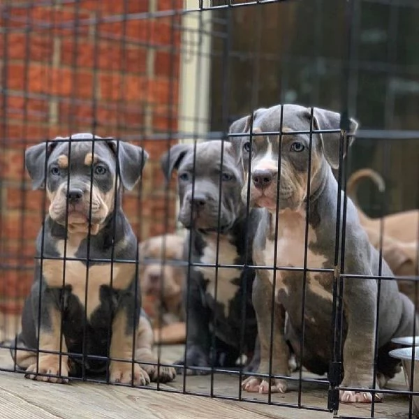 disponibili cuccioli di pitbull blue nose | Foto 1
