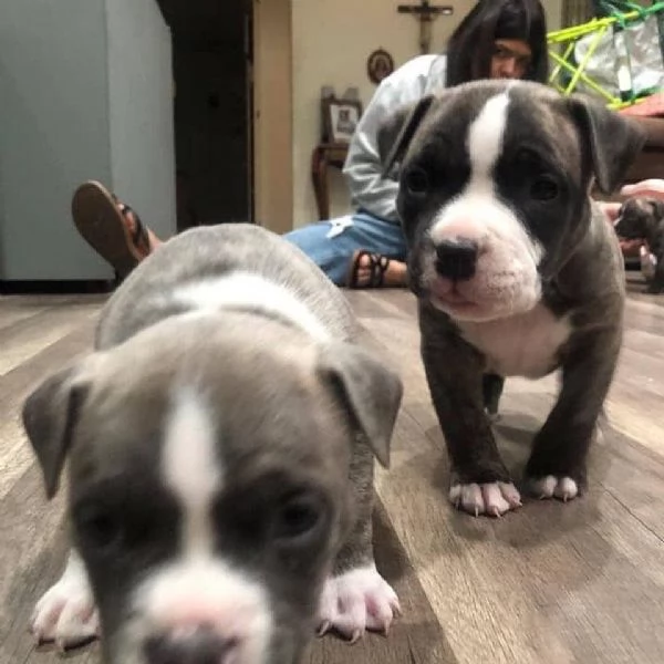 disponibili cuccioli di pitbull blue nose | Foto 0
