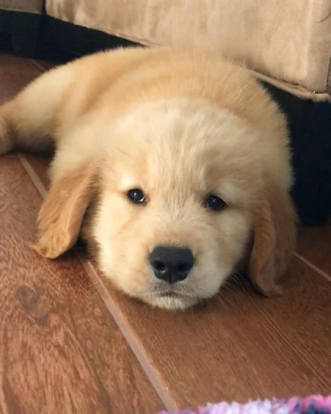 Regalo Cuccioli di Golden retriver 