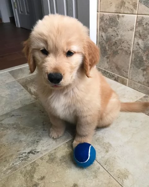 Regalo Cuccioli di Golden retriver  | Foto 0