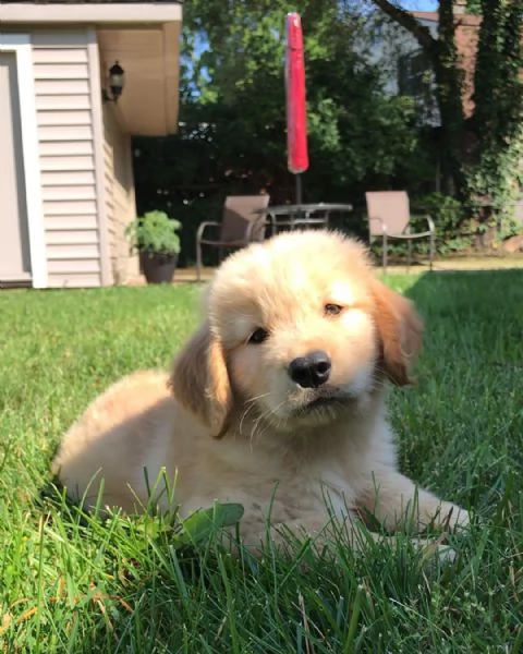  Regalo Golden Retriever cuccioli  | Foto 0