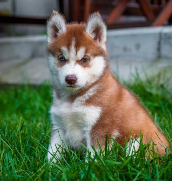 cuccioli di siberian husky
