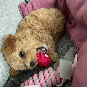 Regalo cuccioli Barboncino toy | Foto 0