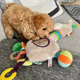 Disponibili adorabili cuccioli di barboncino toy