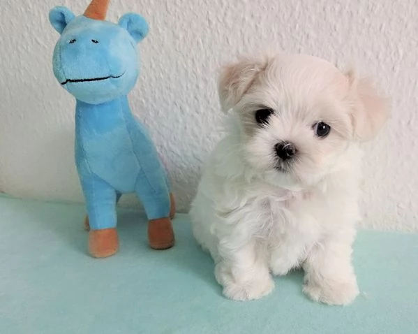 Due deliziose cucciole Maltese
