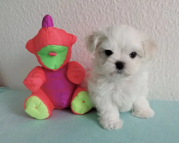 Due deliziose cucciole Maltese | Foto 0
