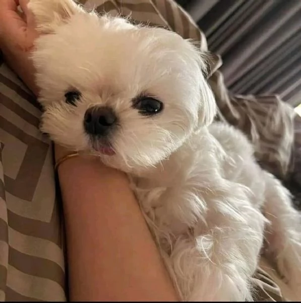 Cuccioli in adozione  | Foto 1