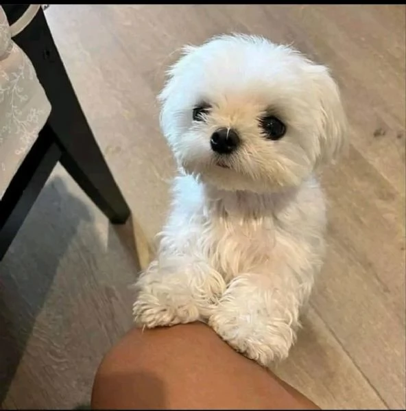 Cuccioli in adozione  | Foto 0