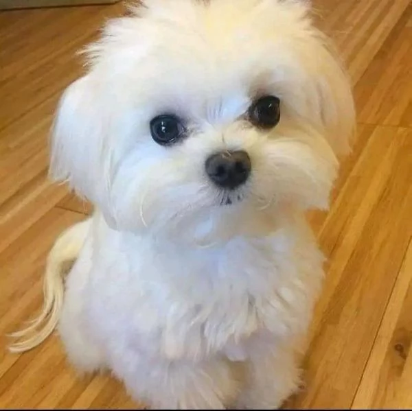 Cuccioli in adozione 