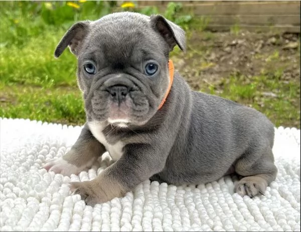  splendidi cuccioli di bulldog francese | Foto 2
