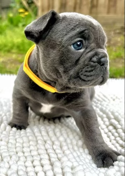  splendidi cuccioli di bulldog francese | Foto 1