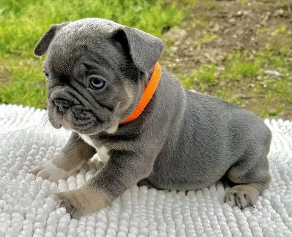  splendidi cuccioli di bulldog francese | Foto 0