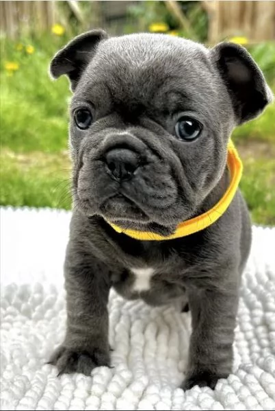  splendidi cuccioli di bulldog francese