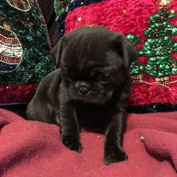 Cuccioli di Carlino | Foto 2