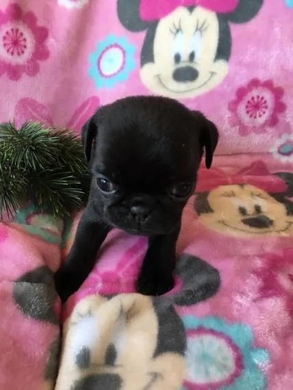 Cuccioli di Carlino | Foto 1