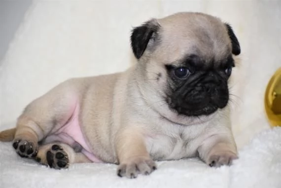 Cuccioli di Carlino | Foto 0