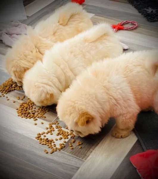 REGALO adorabili cuccioli di chow chow femminucce e maschietti