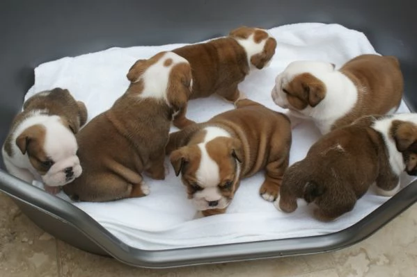 Regalo Bulldog inglese cuccioli disponibili.,.,