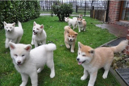 Regalo akita inu